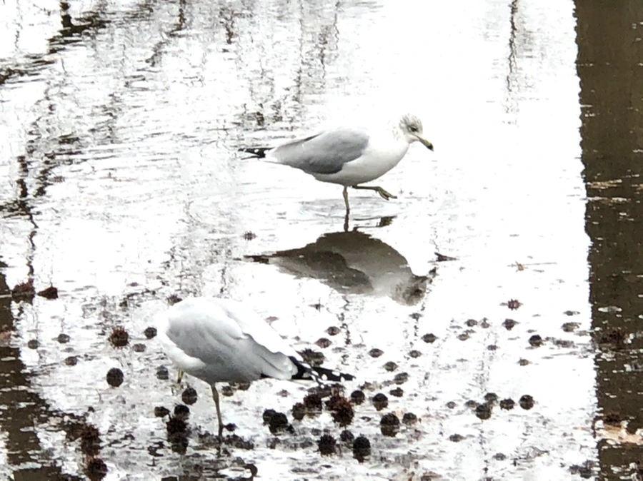 IMG_9436.jpg?type=w966