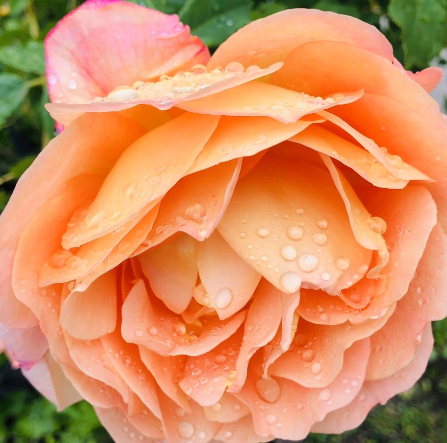 IMG_7528.jpg?type=w966