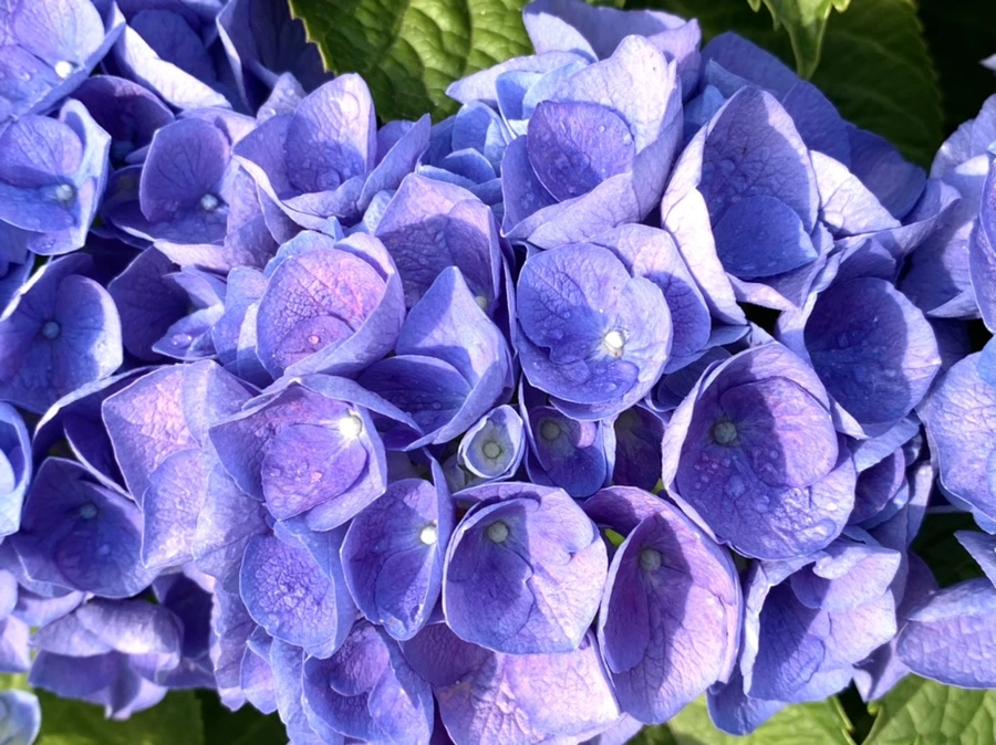 IMG_5976.jpg?type=w966