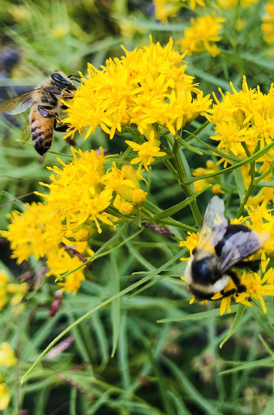 IMG_1600.jpg?type=w966