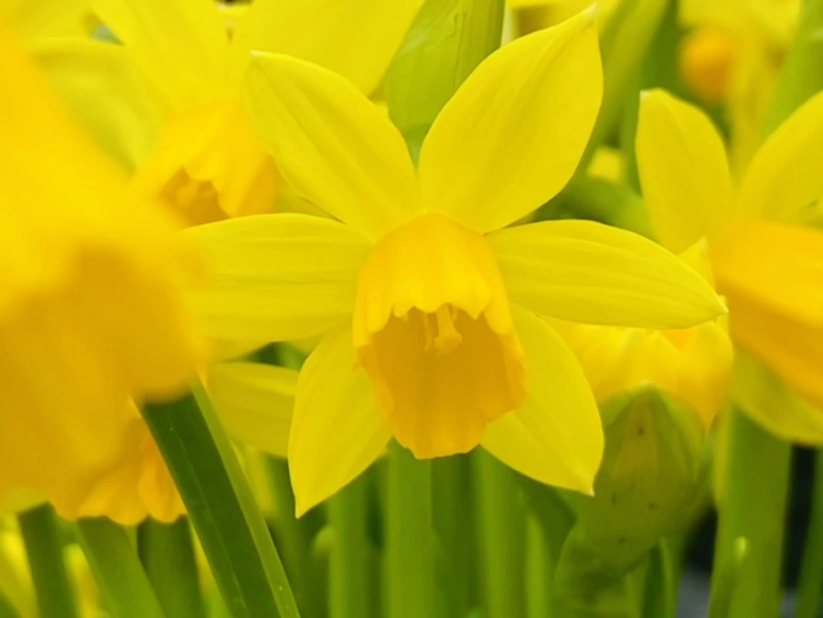 IMG_2493.jpg?type=w966