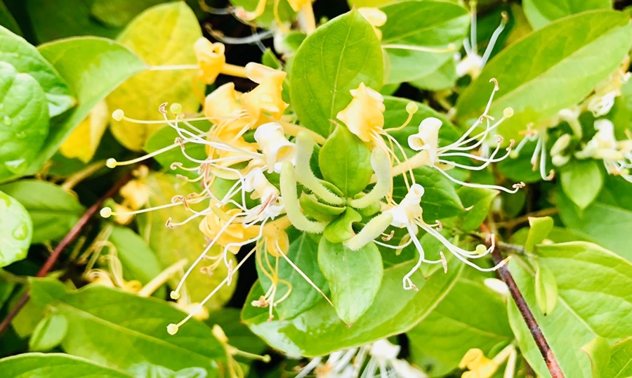 IMG_8204.jpg?type=w966