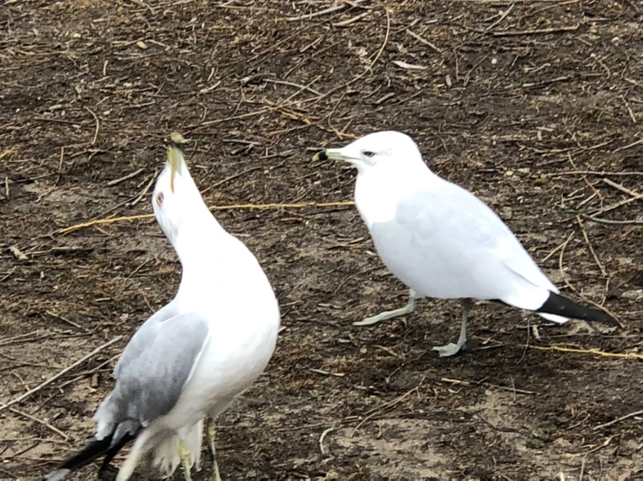 IMG_6119.jpg?type=w966