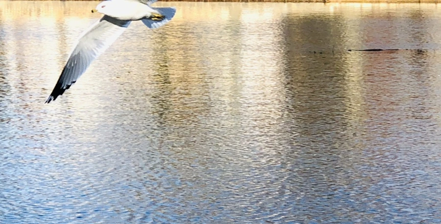 IMG_4070.jpg?type=w966