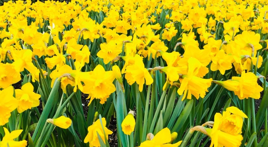 IMG_4484.jpg?type=w966