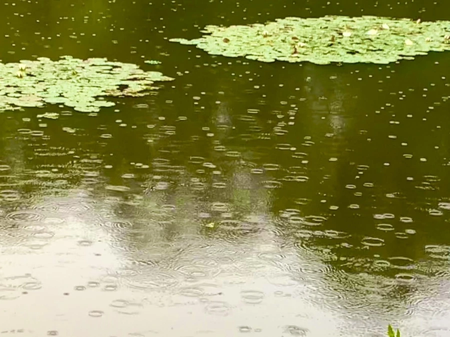 IMG_8301.jpg?type=w966