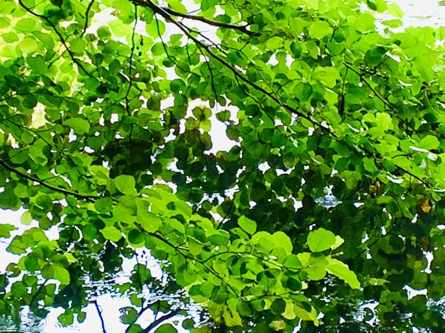 IMG_4321.jpg?type=w966