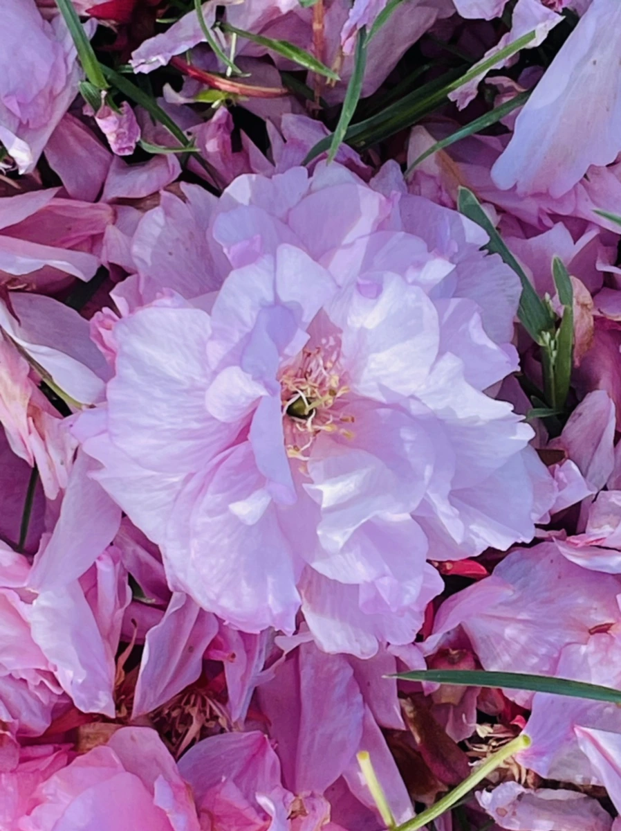 IMG_5945.jpg?type=w966