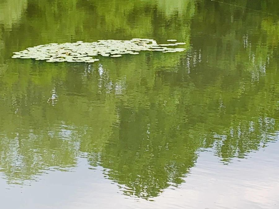 IMG_0745.jpg?type=w966