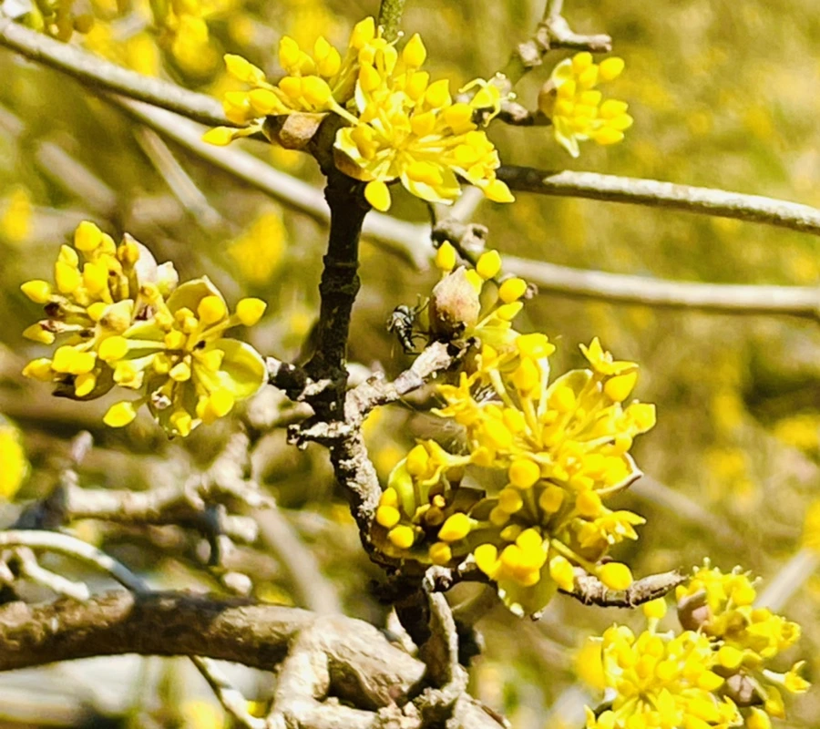 IMG_4963.jpg?type=w966