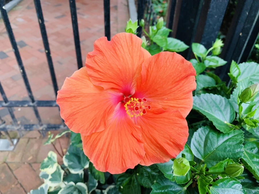 IMG_1708.jpg?type=w966