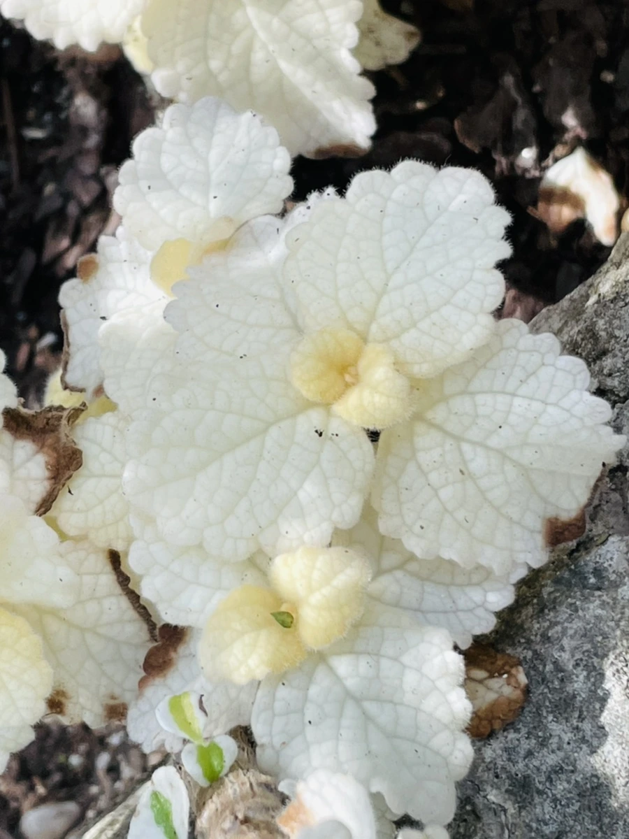 IMG_4215.jpg?type=w966