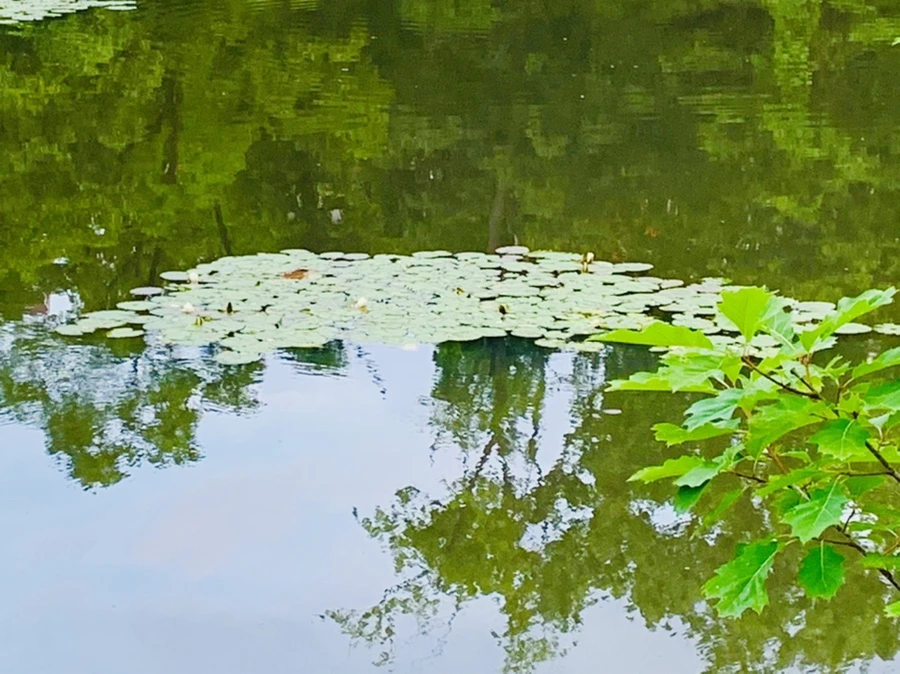 IMG_2990.jpg?type=w966