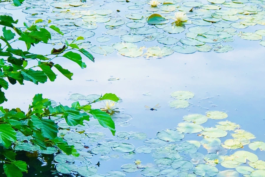 IMG_4910.jpg?type=w966