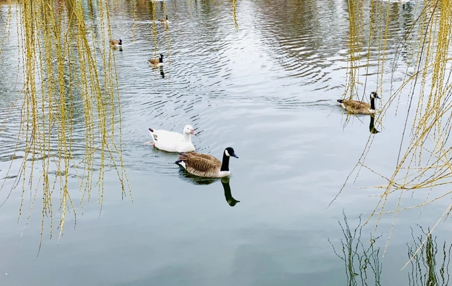 IMG_1638.jpg?type=w966