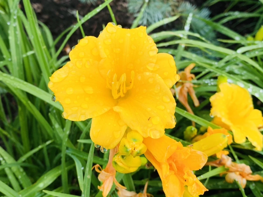 IMG_2666.jpg?type=w966