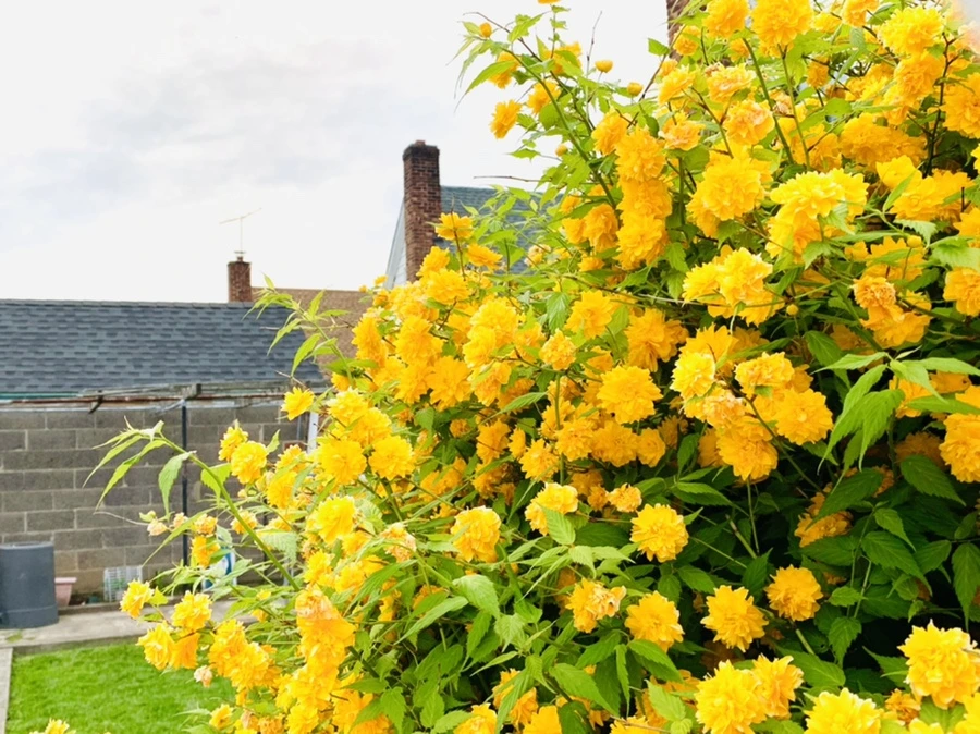 IMG_0515.jpg?type=w966