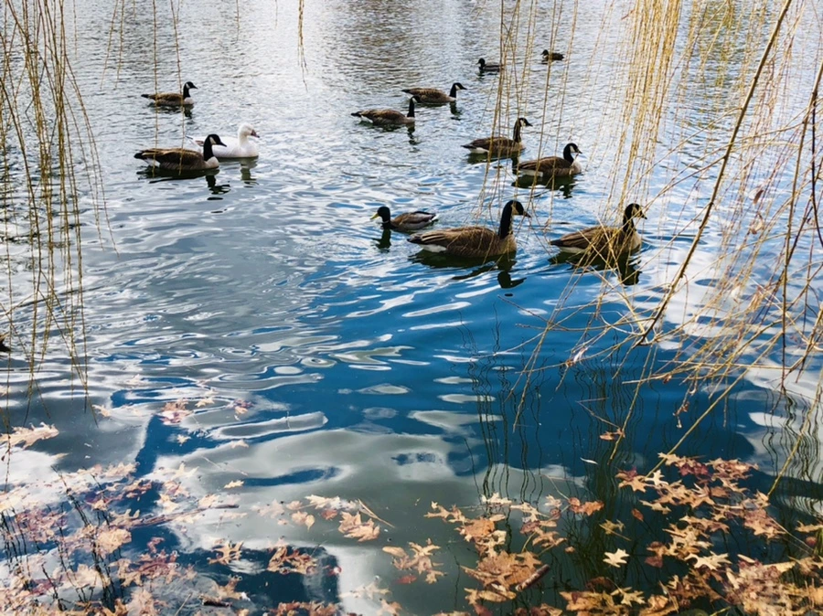 IMG_4336.jpg?type=w966