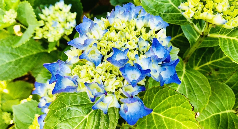 IMG_8360.jpg?type=w966