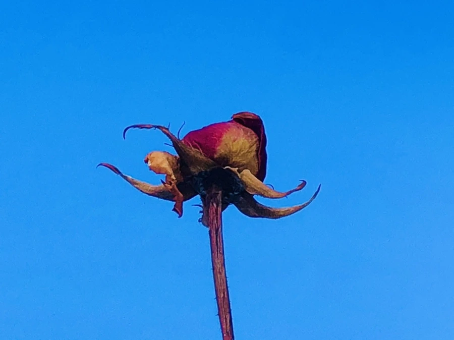 IMG_1381.jpg?type=w966