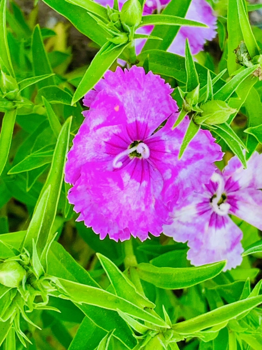 IMG_9021.jpg?type=w966