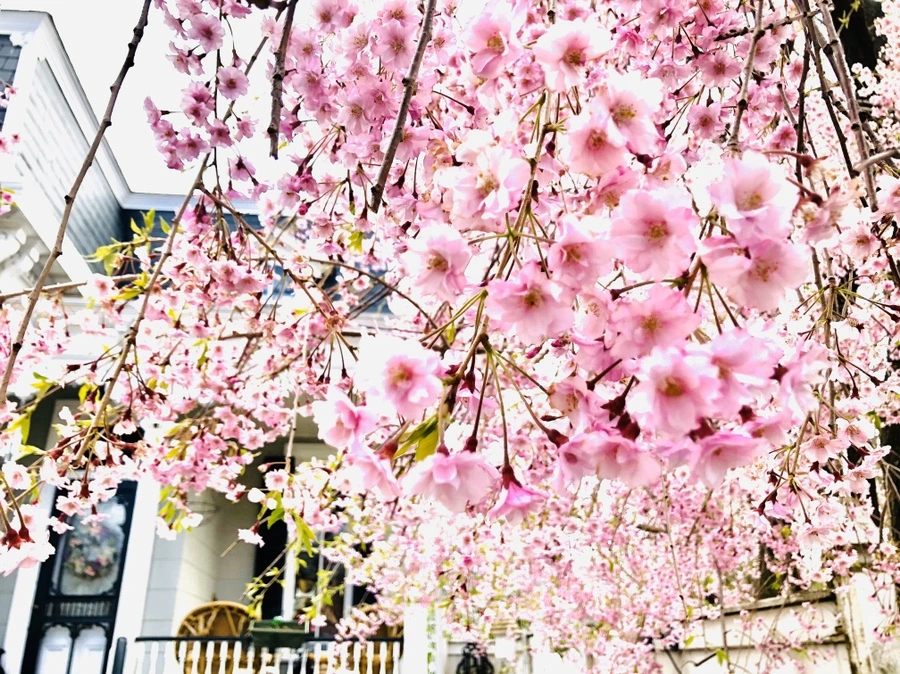 IMG_7095.jpg?type=w966