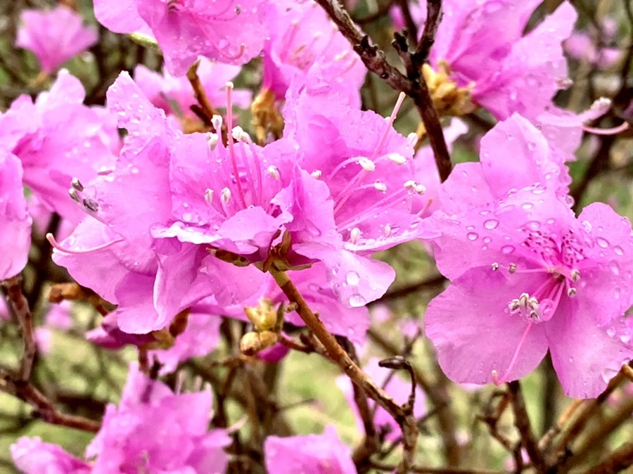 IMG_4930.jpg?type=w966