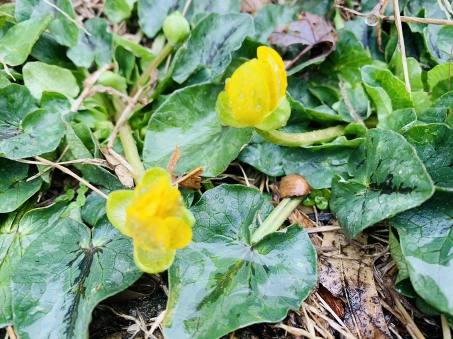 IMG_2022.jpg?type=w966