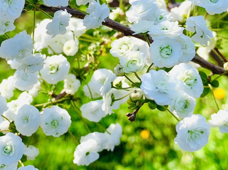 IMG_3275.jpg?type=w966