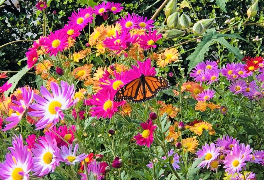 IMG_2780.jpg?type=w966