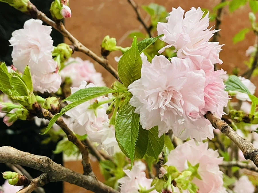 IMG_5375.jpg?type=w966