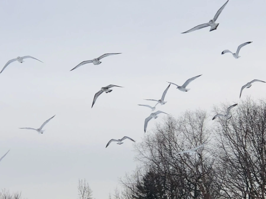 IMG_2076.jpg?type=w966