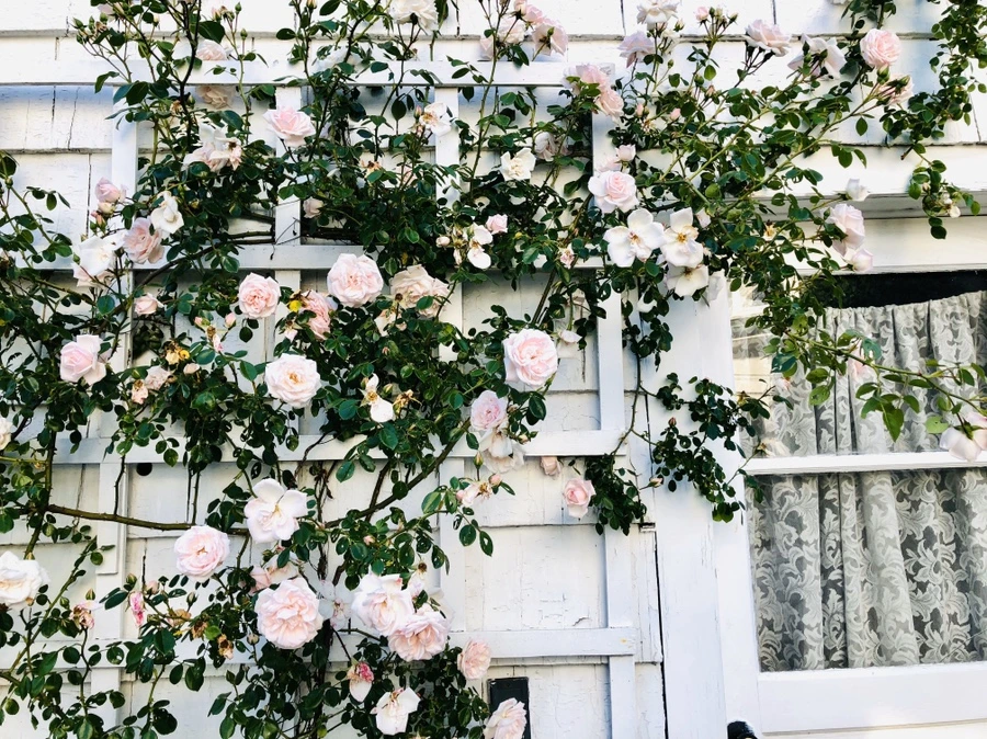 IMG_8477.jpg?type=w966