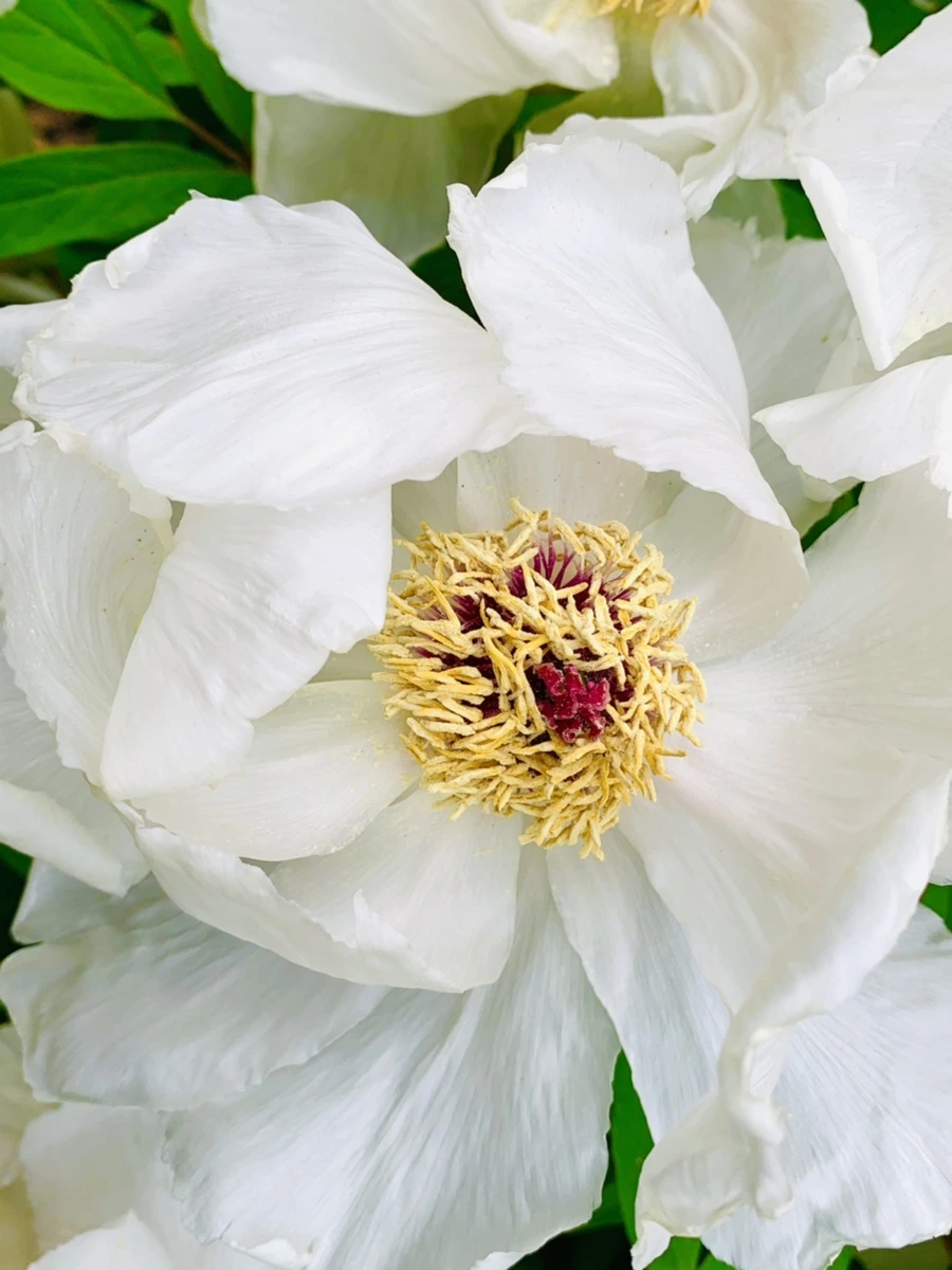 IMG_8959.jpg?type=w966