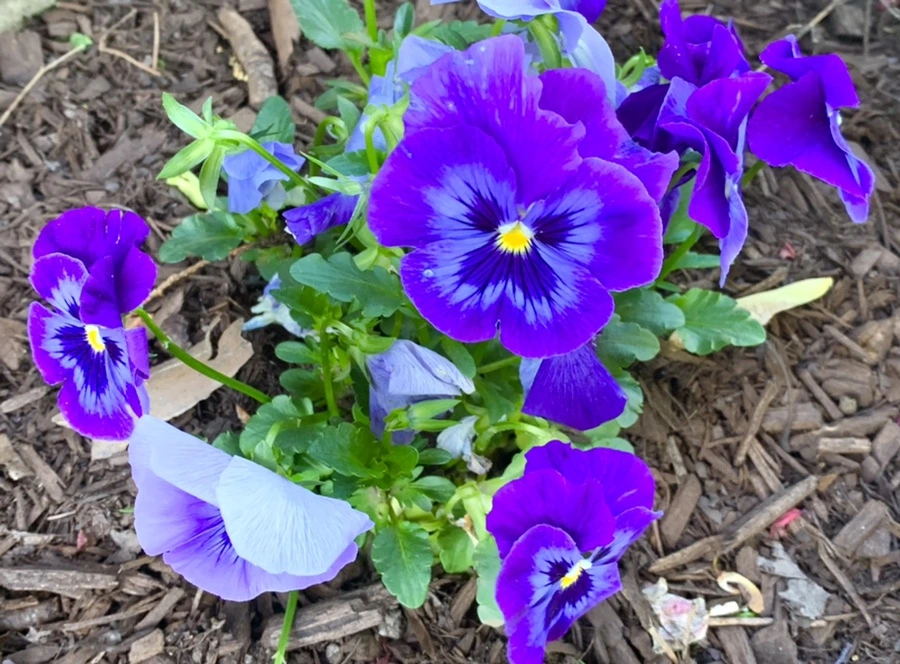 IMG_1915.jpg?type=w966