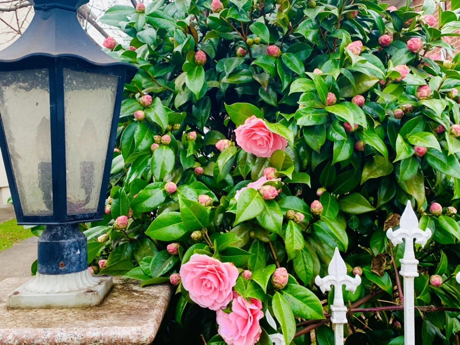 IMG_6318.jpg?type=w966