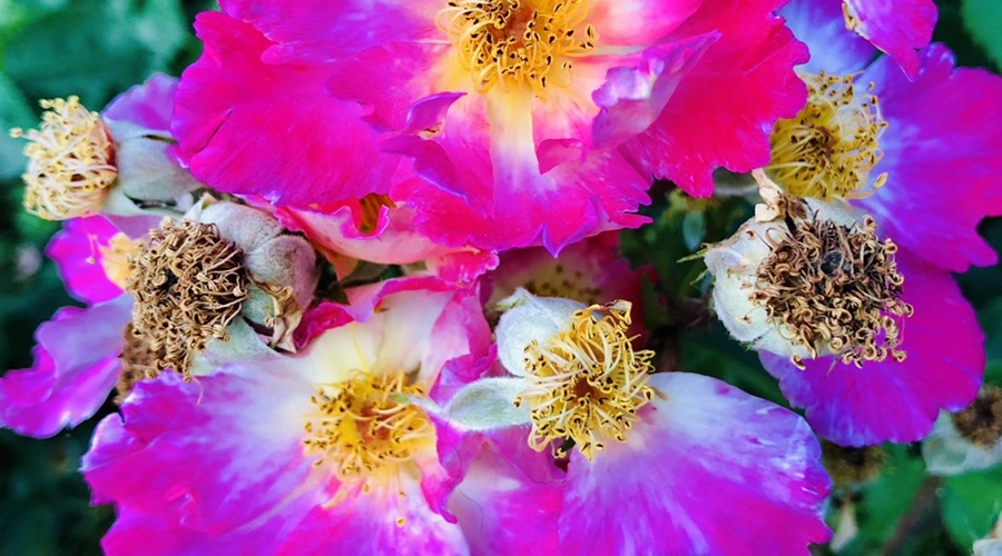 IMG_9645.jpg?type=w966