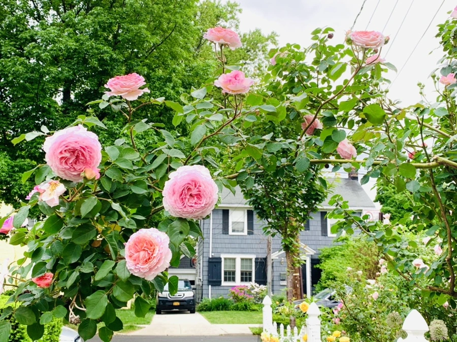 IMG_5932.jpg?type=w966