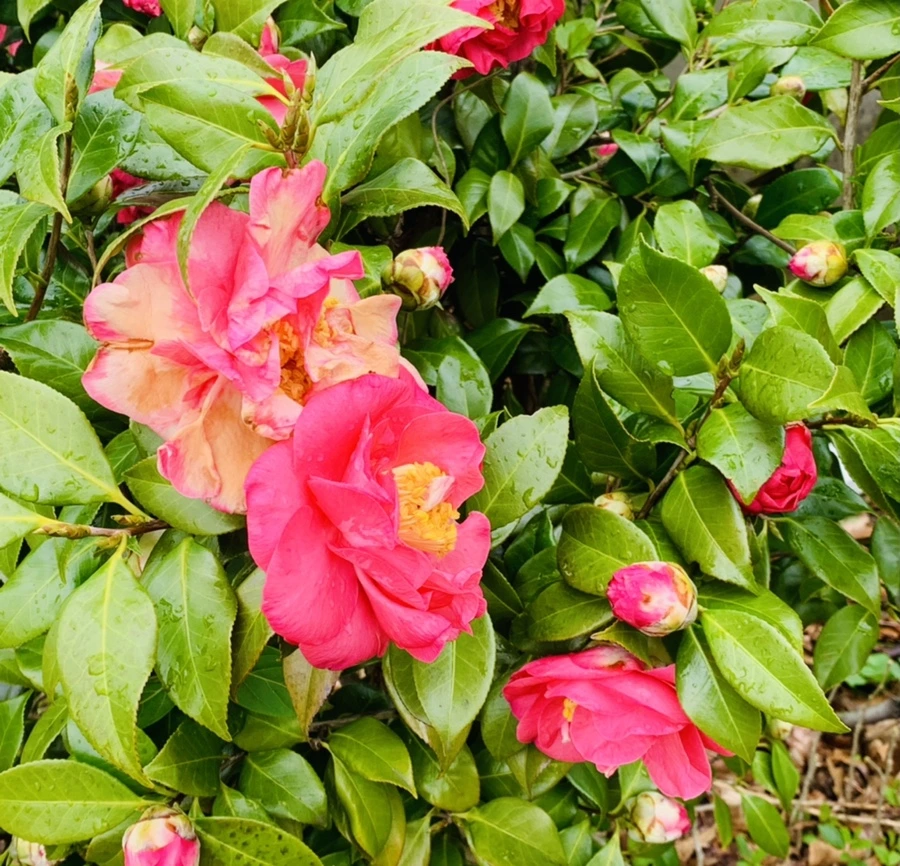 IMG_6247.jpg?type=w966