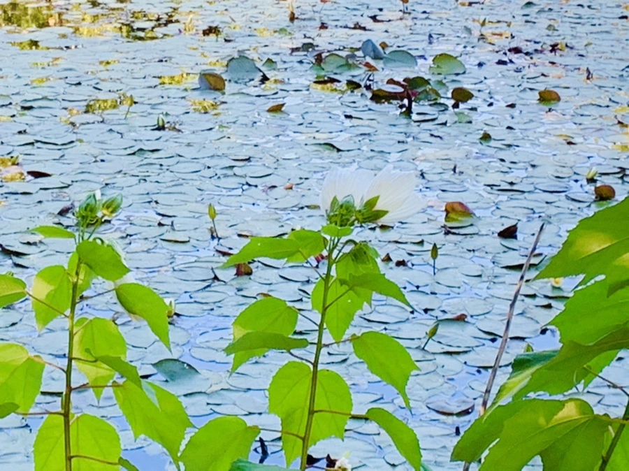 IMG_4240.jpg?type=w966