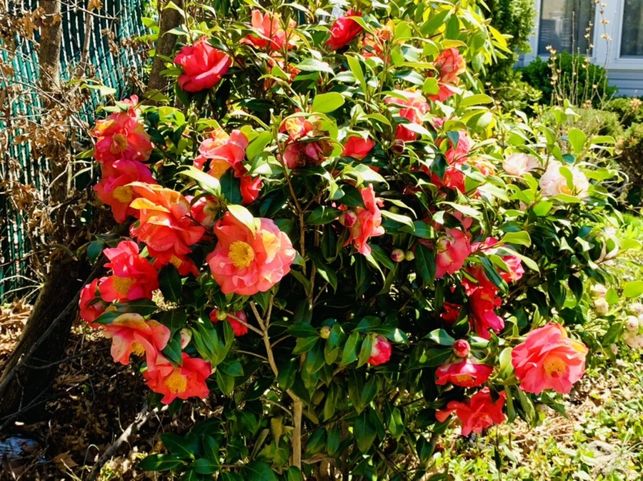 IMG_8190.jpg?type=w966