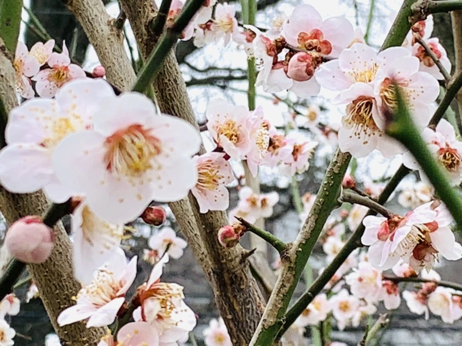 IMG_3678.jpg?type=w966