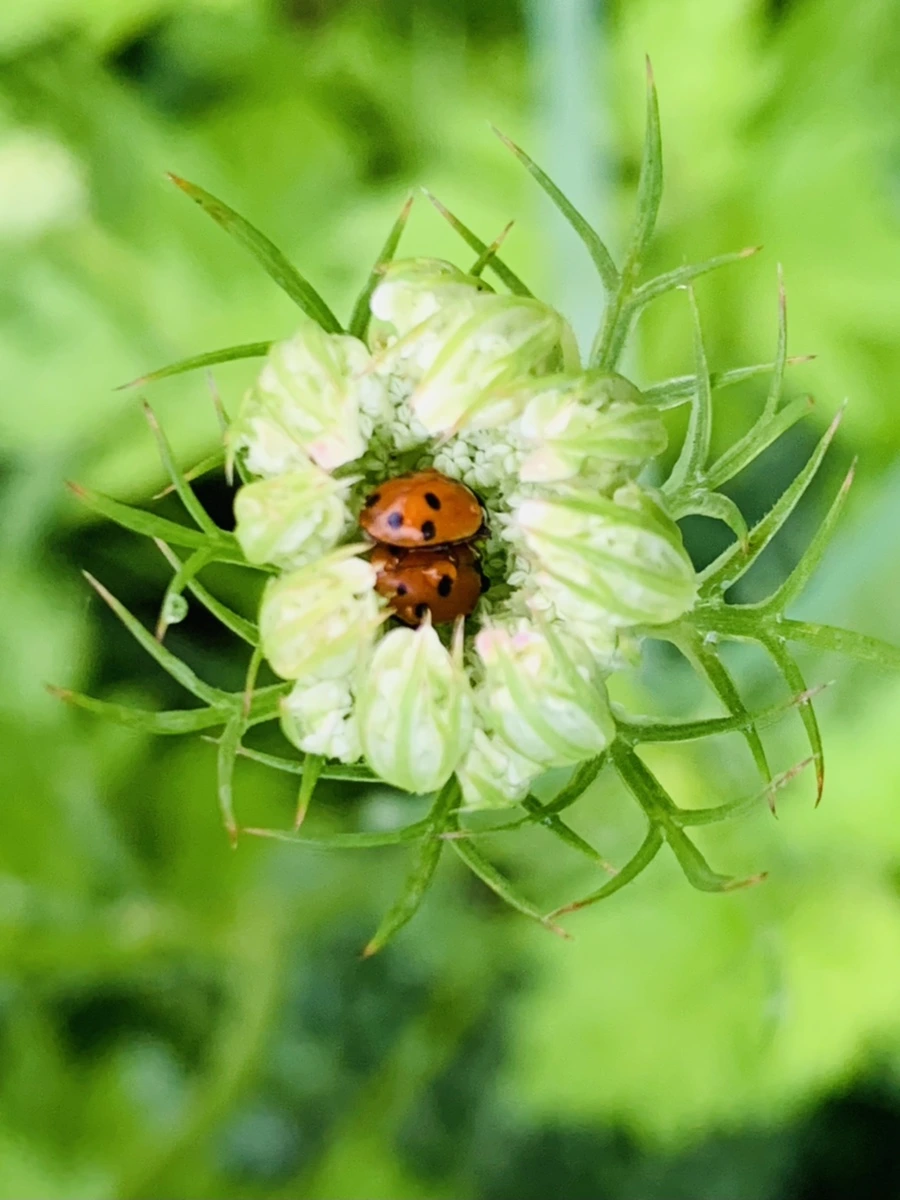 IMG_7732.jpg?type=w966