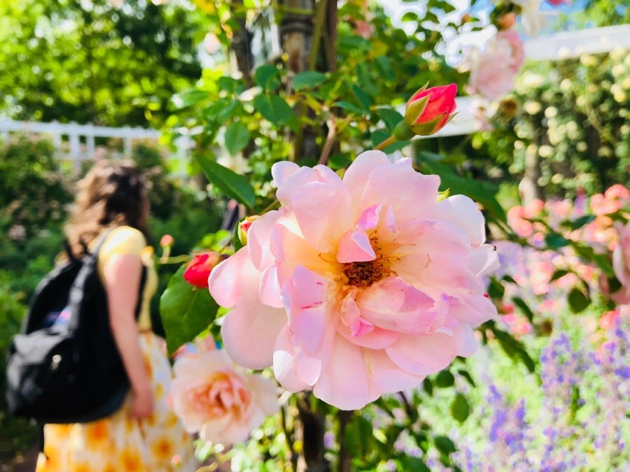 IMG_7828.jpg?type=w966