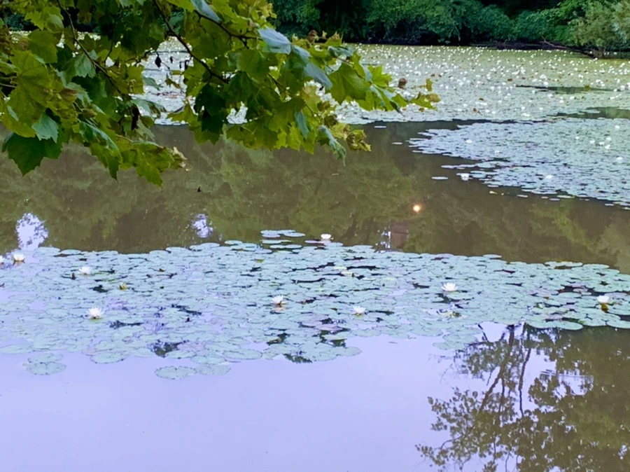 IMG_6920.jpg?type=w966