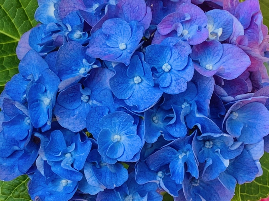 IMG_0942.jpg?type=w966