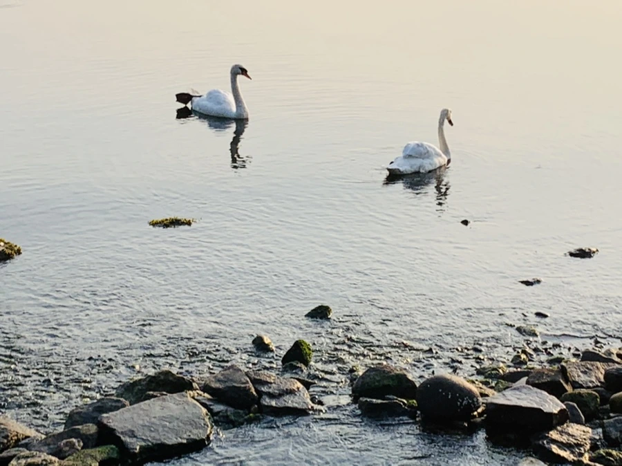 IMG_6107.jpg?type=w966