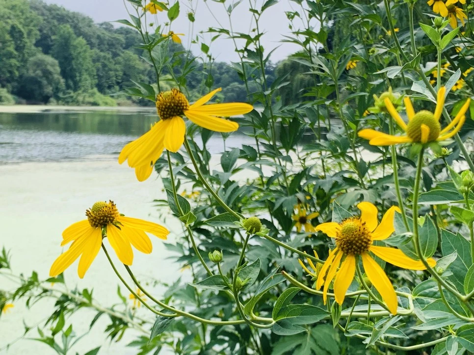 IMG_1306.jpg?type=w966