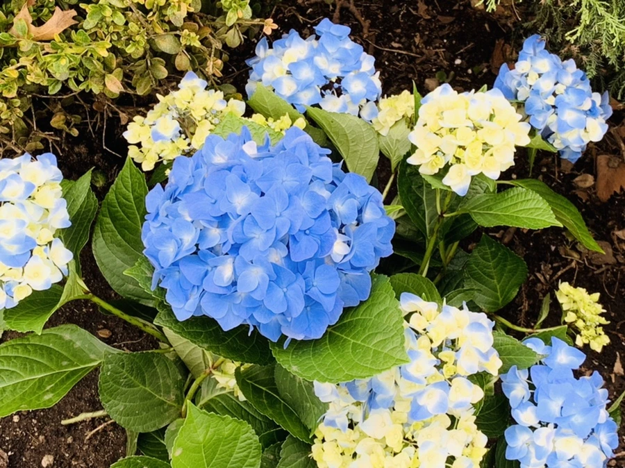 IMG_6007.jpg?type=w966