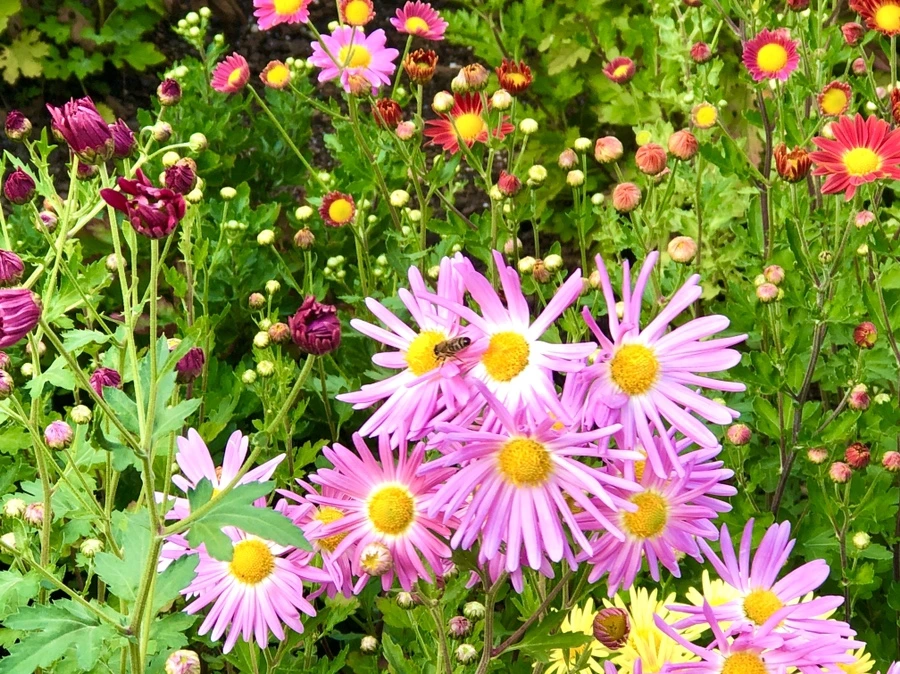 IMG_2034.jpg?type=w966